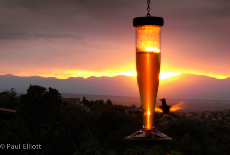 New Mexico: Hummingbird Sunset