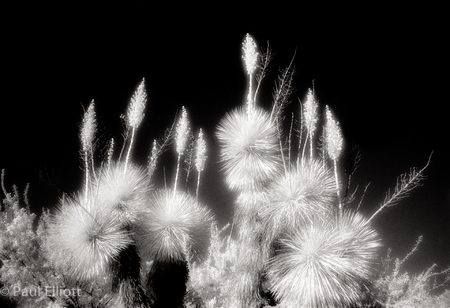 Arizona
Cactus Flowers