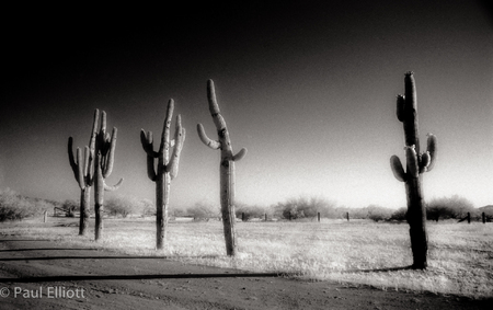 Arizona
Cactus #1