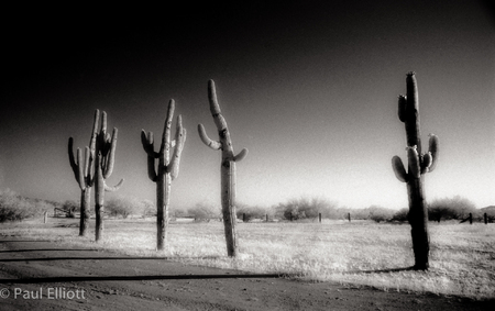 Arizona
Cactus #1