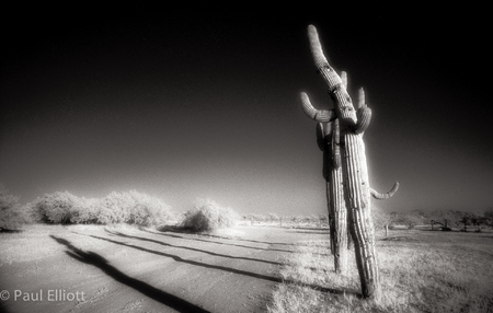 Arizona 
Cactus #2