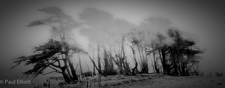 California
Trees in wind and fog