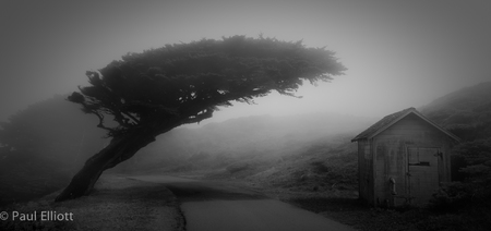 California
Tree and hut in fog