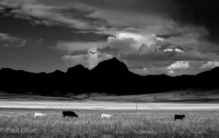 Montana Cows