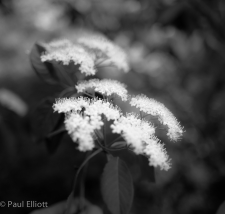 Rosario Blooms