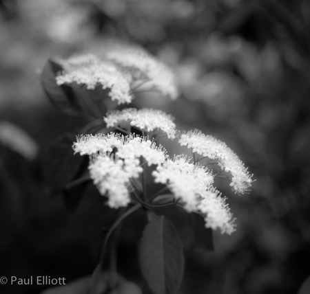 Rosario Blooms