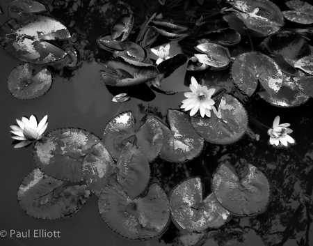 Vietnam: Hanoi Lilies