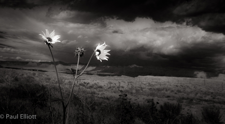 Utah: Sunflowers