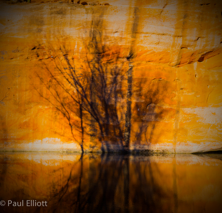 Morning Tree Shadow